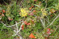 Berberis pinnata ssp. pinnata