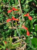 Gladiolus cunonius