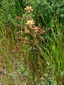 Wachendorfia paniculata