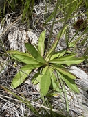 Crepis runcinata