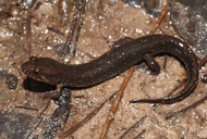 Pascagoula Dusky Salamander