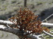 Pinyon Dwarf Mistletoe