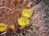 Ferocactus cylindraceae