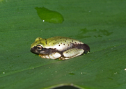 Andasibe Reed Frog