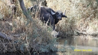 Domestic Feral Water Buffalo