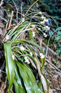 Carex fraseriana