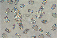 Hygrocybe mucronella