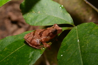 Dendropsophus sartori