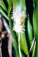 Carex fraseriana