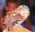 Common Screech Owl