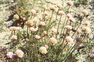 Armeria maritima ssp. californica