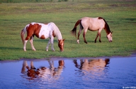 Feral Horse (Assateague Ponies)