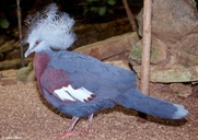 Scheepmaker's Crowned Pigeon