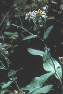 Eurybia radulina