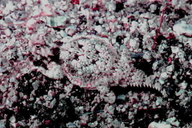 Phrynosoma platyrhinos