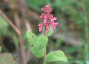 Southern Hedge-nettle