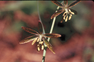 Fritillaria micrantha