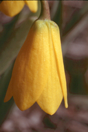 Fritillaria pudica