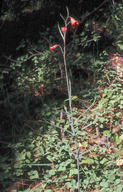 Fritillaria recurva