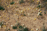 Small-flowered Gymnosteris