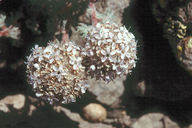 Many-flowered Gilia