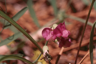 Lathyrus lanszwertii