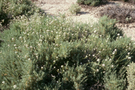 Desert Pepper-grass