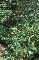 Lilium pardalinum ssp. pardalinum