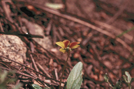 Viola purpurea