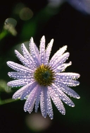 Aster sp.