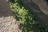 Polemonium californicum