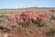 Prunus andersonii