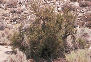 Purshia tridentata var. glandulosa