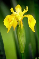 Horticultural Iris