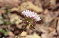 Monardella odoratissima ssp. odoratissima