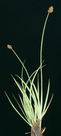 Carex jonesii