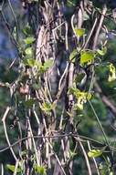 Aristolochia manchuriensis