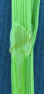 Carex feta