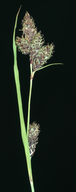 Carex heteroneura var. heteroneura