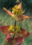 Gentiana lutea ssp. symphyandra
