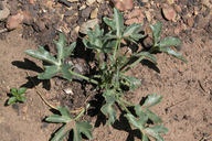 Delphinium parishii ssp. pallidum
