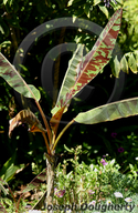 Musa acuminata ssp. zebrina