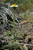 Layia glandulosa