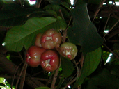 Malaya Apple