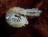 Micropolydesmid Millipede