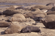 Northern Elephant Seal Female With Pup