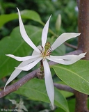 Michelia champaca var. alba