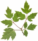 Acer negundo ssp. californica