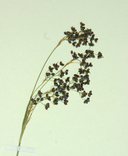 Luzula parviflora