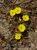 Camissoniopsis cheiranthifolia ssp. suffruticosa
